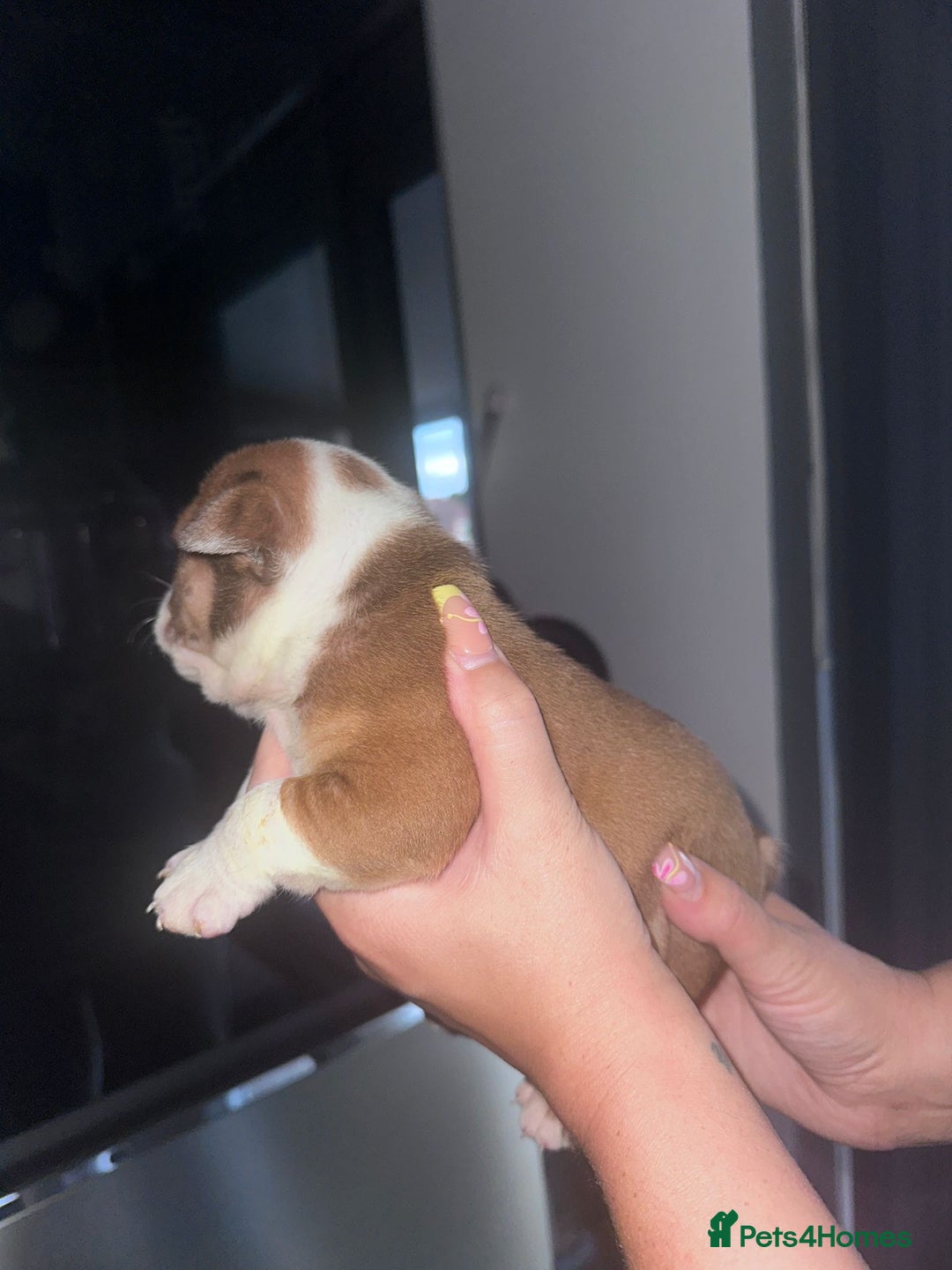 English Bulldog dogs for sale: Beautiful English bulldog puppies - Image 16