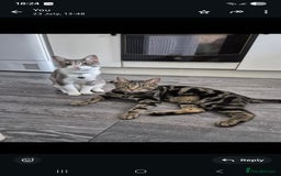 British Shorthair cats for sale: Beautiful grey and white 1 year old cat for sale. - Image 5