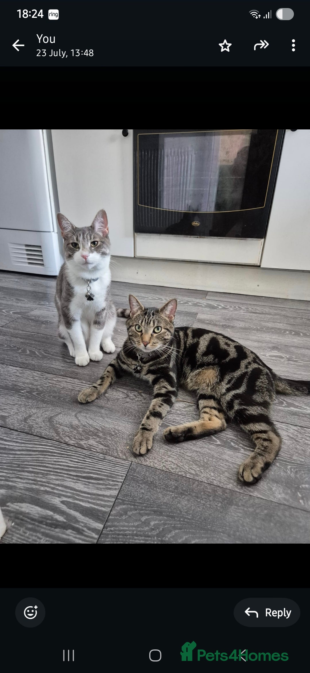 British Shorthair cats for sale: Beautiful grey and white 1 year old cat for sale. - Image 5