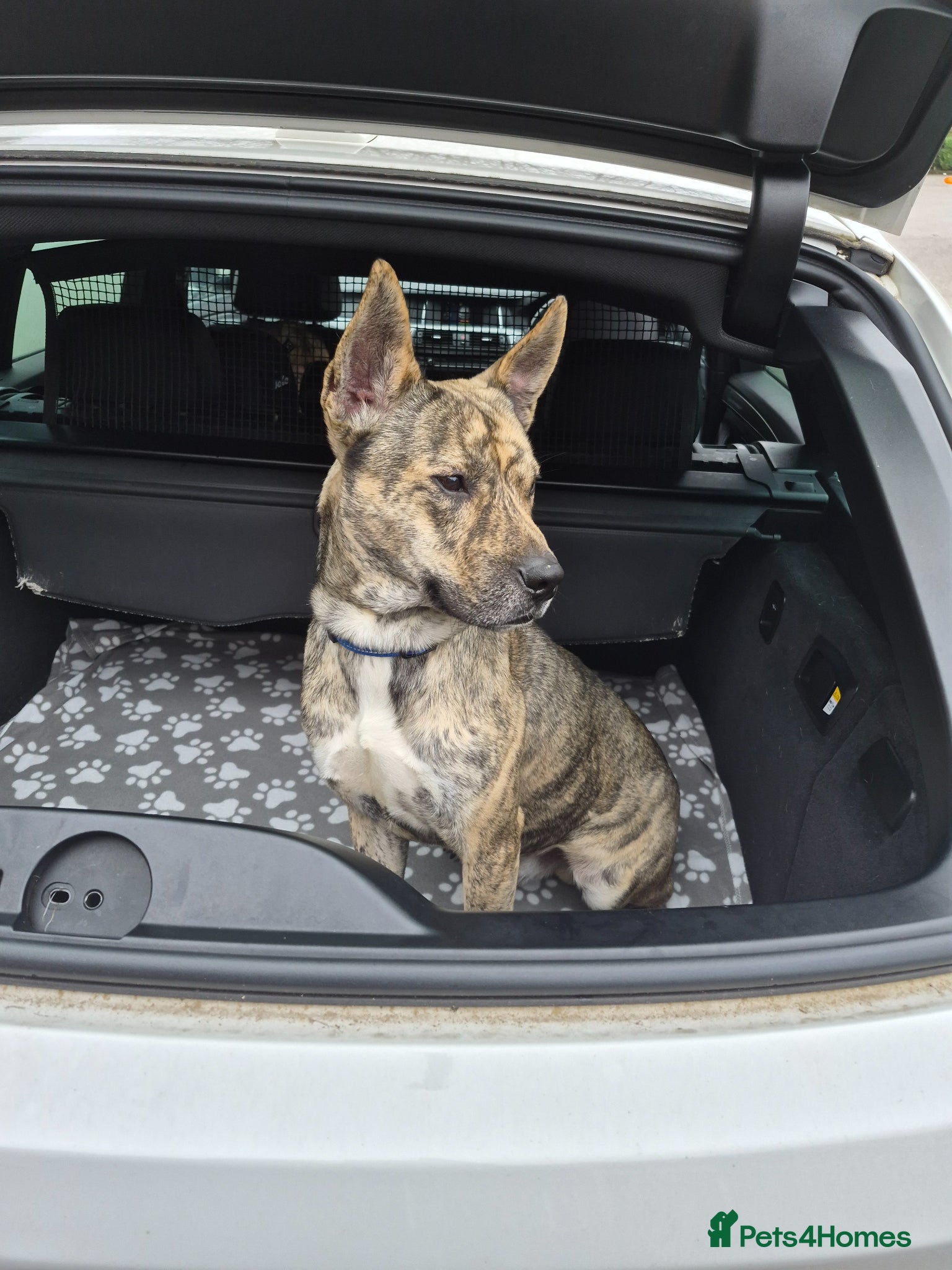 Mixed Breed dogs Patch - Loving Home Needed - Advert 1