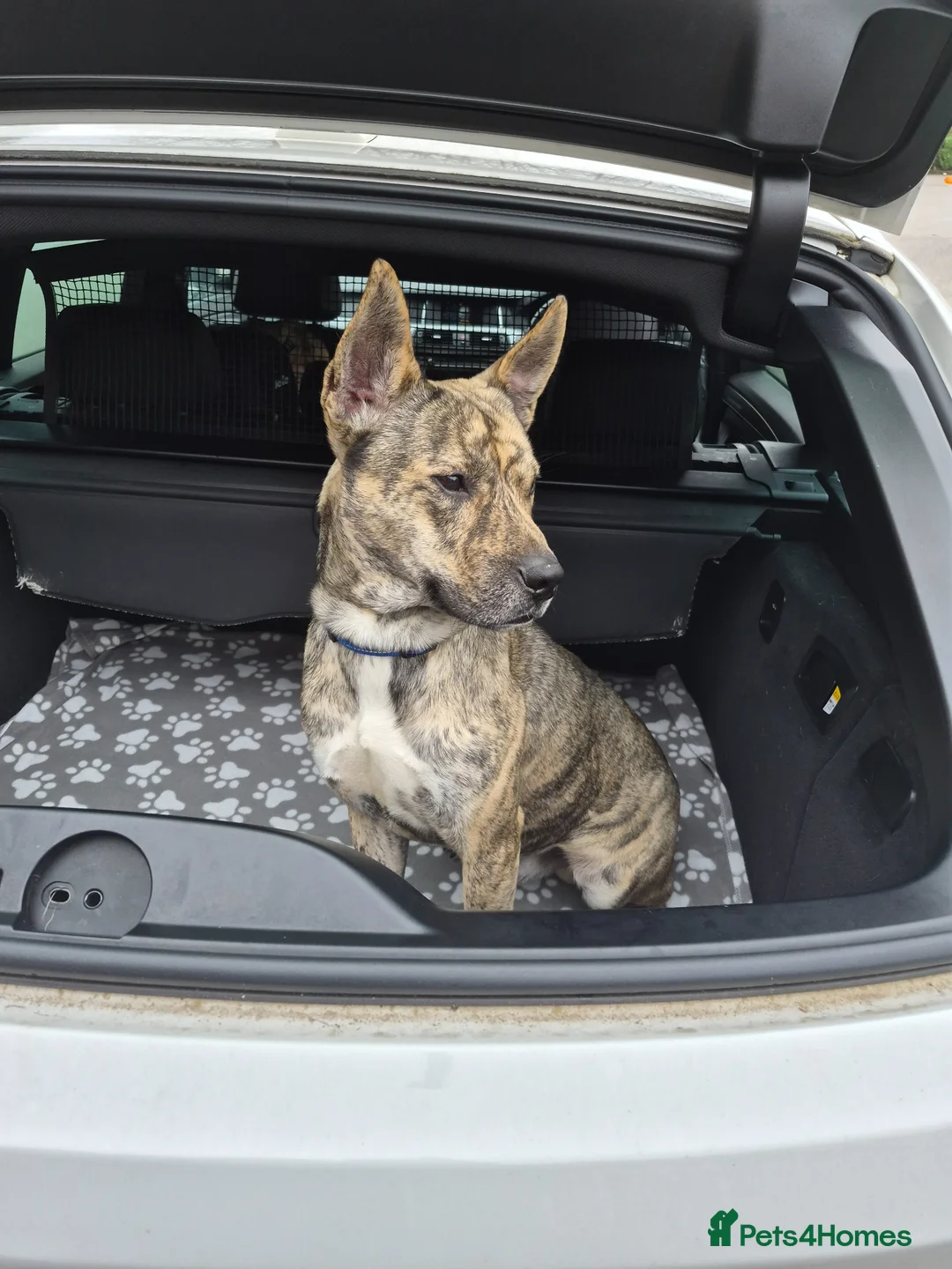 Mixed Breed dogs for sale: Patch - Loving Home Needed in Newcastle - Advert 1