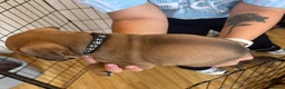 Boxer dogs for sale: Beautiful Boxer x Cane corso puppies 🐶  - Advert 24