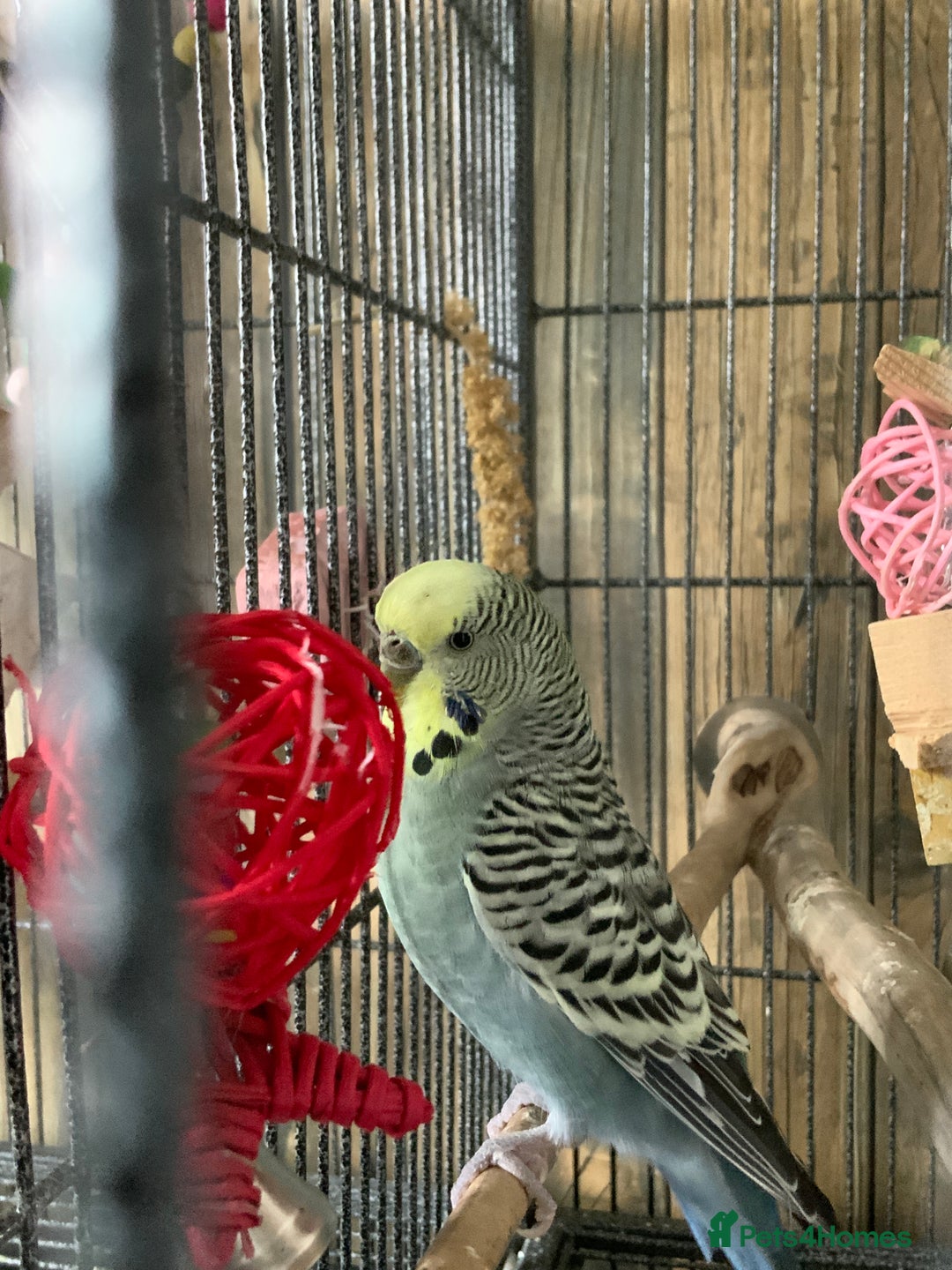 Gallery Image {{count}}