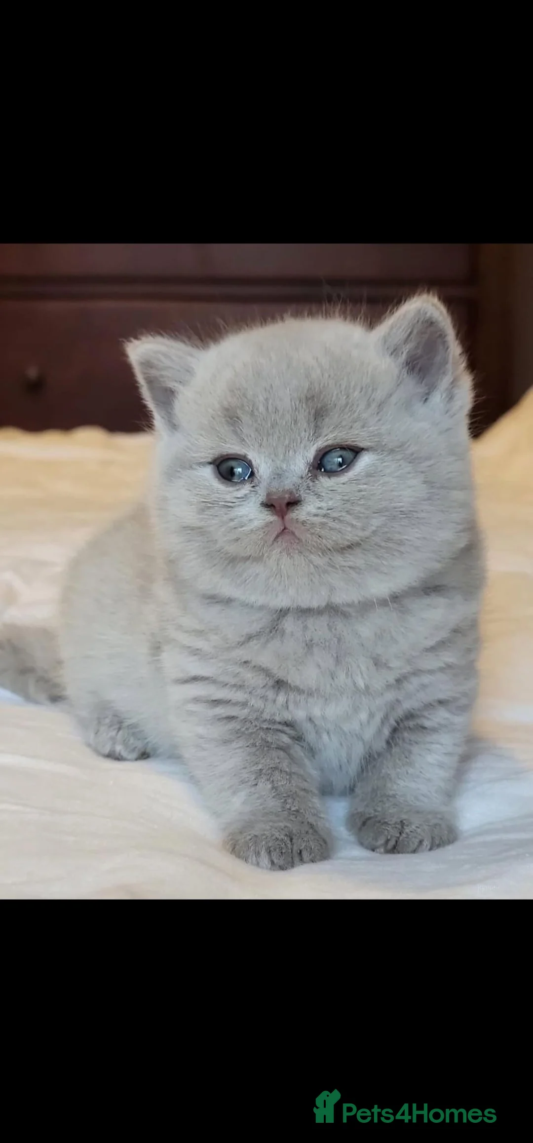 British Shorthair cats for sale: GCCF Chunky bead lilac Kittens - Advert 17