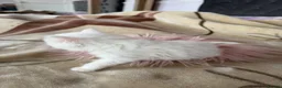 Mixed Breed cats for sale: Adorable fluffy kittens looking for loving family - Advert 8