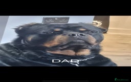 Mixed Breed dogs for sale: Mixed giant schnauzer x rottweiler puppies - Image 2