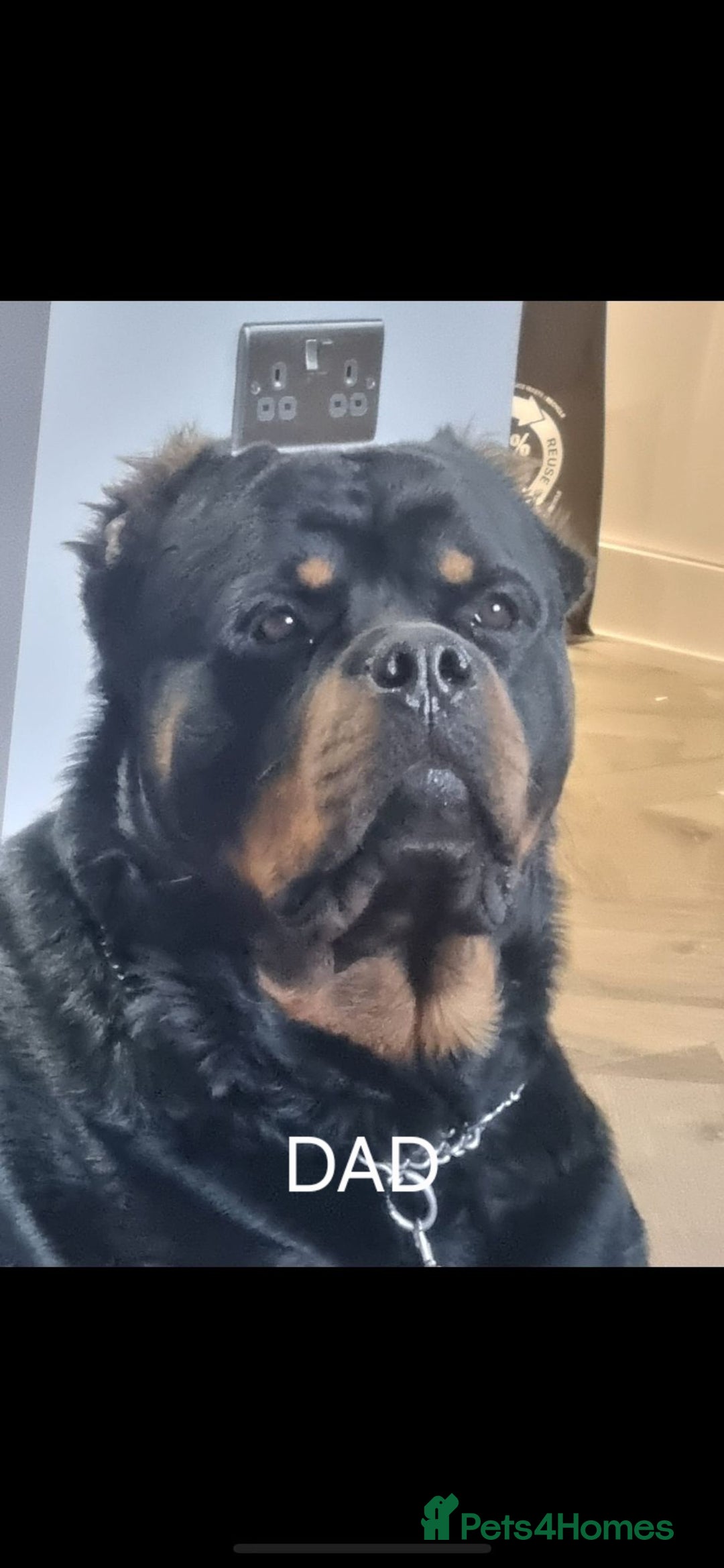 Mixed Breed dogs for sale: Mixed giant schnauzer x rottweiler puppies - Image 2