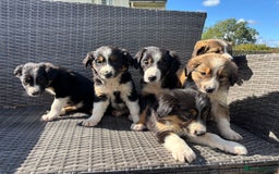 Border Collie dogs for sale: Beautiful Collie Puppies❤️ - Image 5