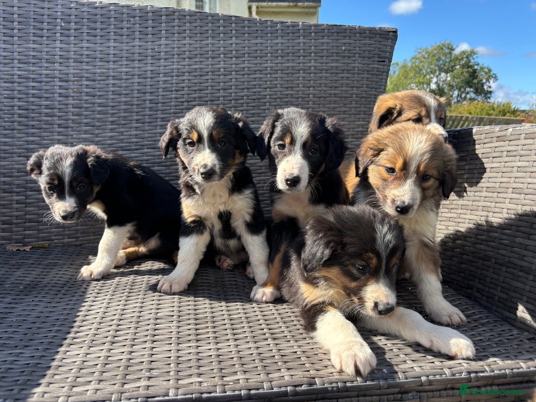 Border Collie dogs for sale: Beautiful Collie Puppies❤️ - Image 5