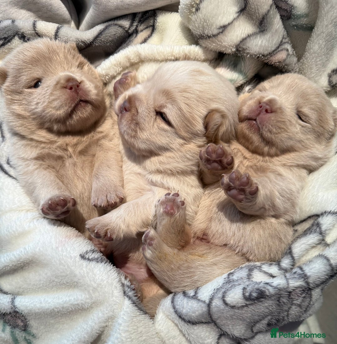 Chow Chow dogs for sale: 🔥 UK best Lilac platinum 🧸 chow chows KC  - Image 6