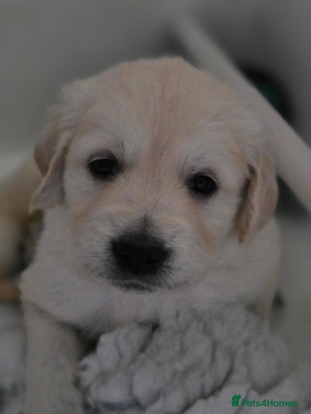 Golden Retriever dogs for sale: Gorgeous KC registered puppies for sale - Image 4