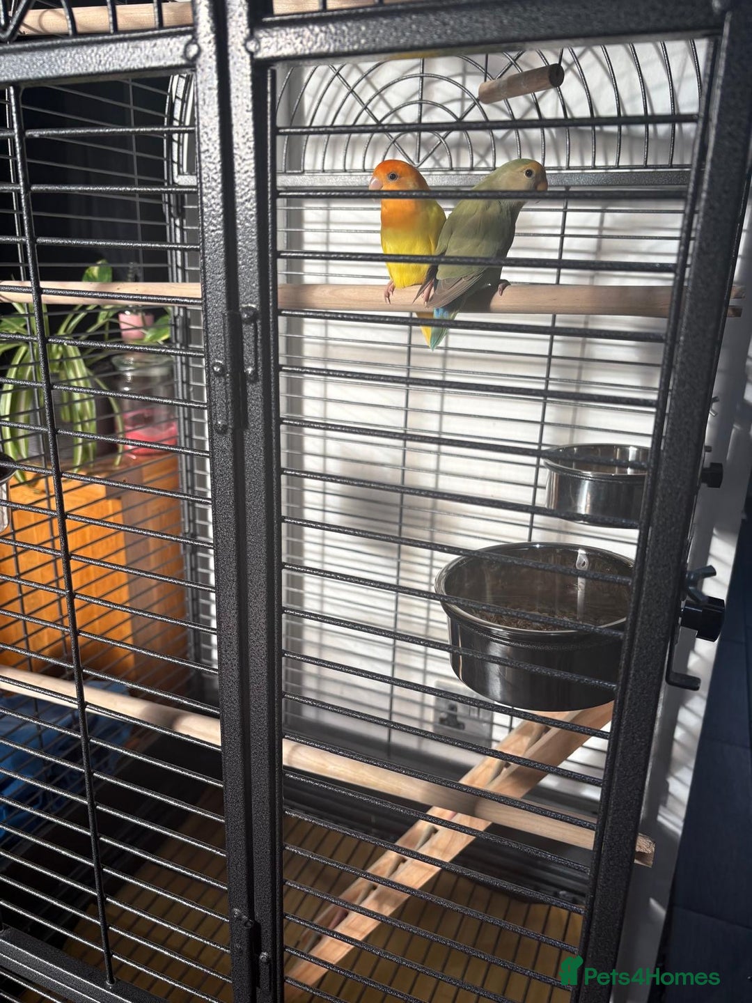 Lovebirds birds for sale: Love birds - Advert 5