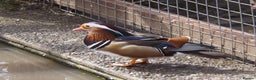 Ducks poultry for sale: Pairs of Mandarin Ducks For Sale - Advert 2