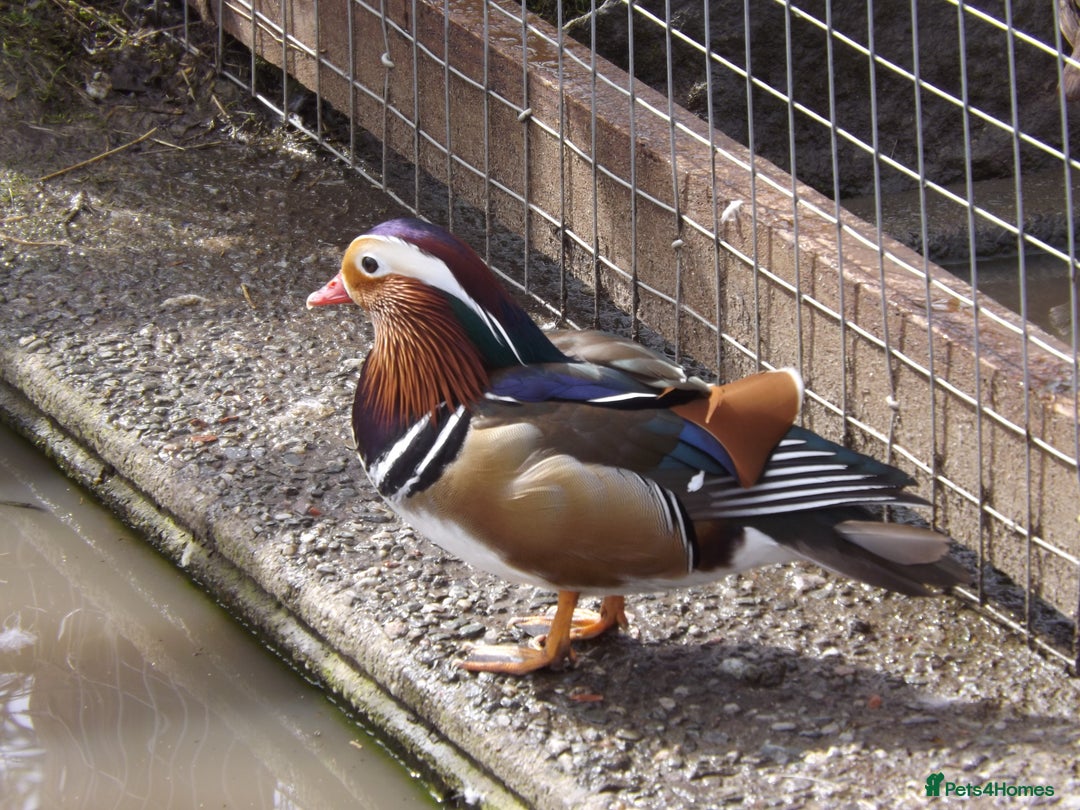 Ducks poultry for sale: Pairs of Mandarin Ducks For Sale - Advert 2