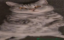 British Shorthair cats for sale: Beautiful British blue bella - Image 2