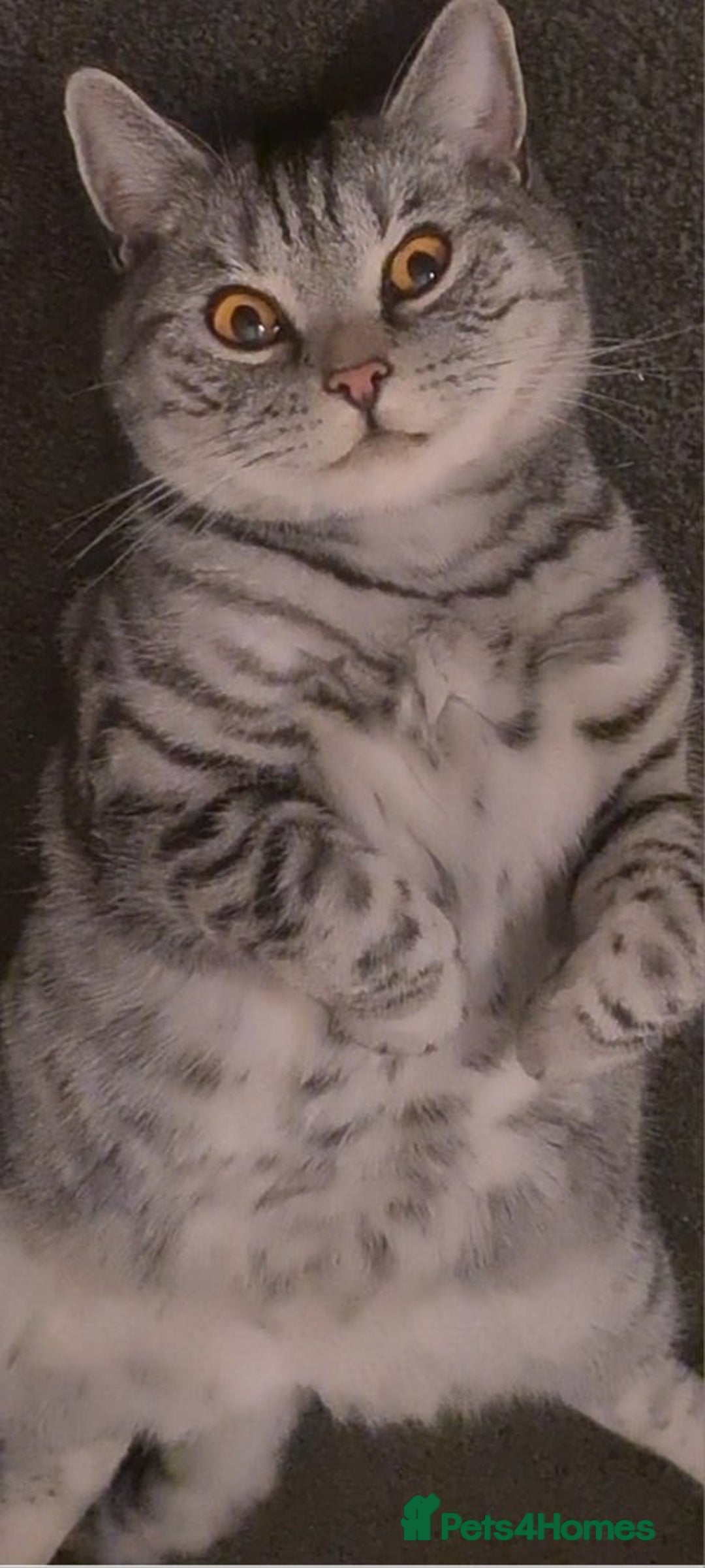 British Shorthair cats for sale: Beautiful British blue bella - Image 2