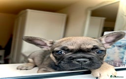 French Bulldog dogs for sale: REDUCED Frenchie pup's Home Raised with Love 💘 - Image 4