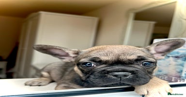 French Bulldog dogs - Advert 5