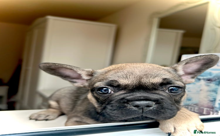 French Bulldog dogs - Advert 2