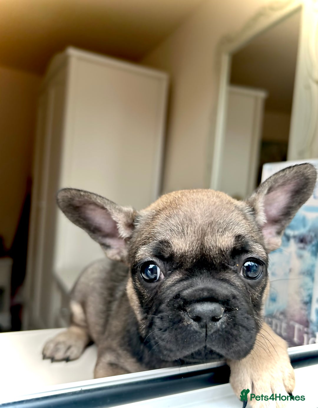 French Bulldog dogs for sale: REDUCED Frenchie pup's Home Raised with Love 💘 - Image 4