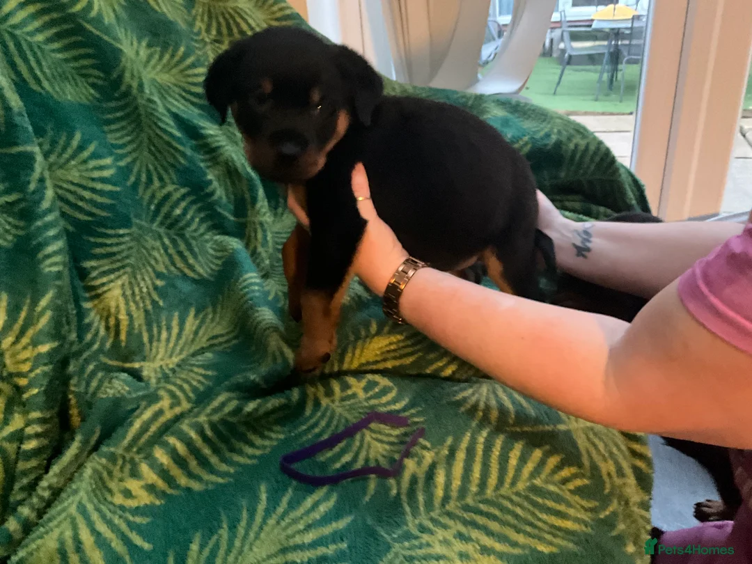 Rottweiler dogs for sale: Rottweiler puppies - Advert 10