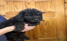 Mixed Breed dogs for sale: Ready now - F1 Irish Wolfadoodle - Advert 10