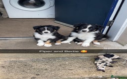 Border Collie dogs for sale: Border collie pups - Image 3