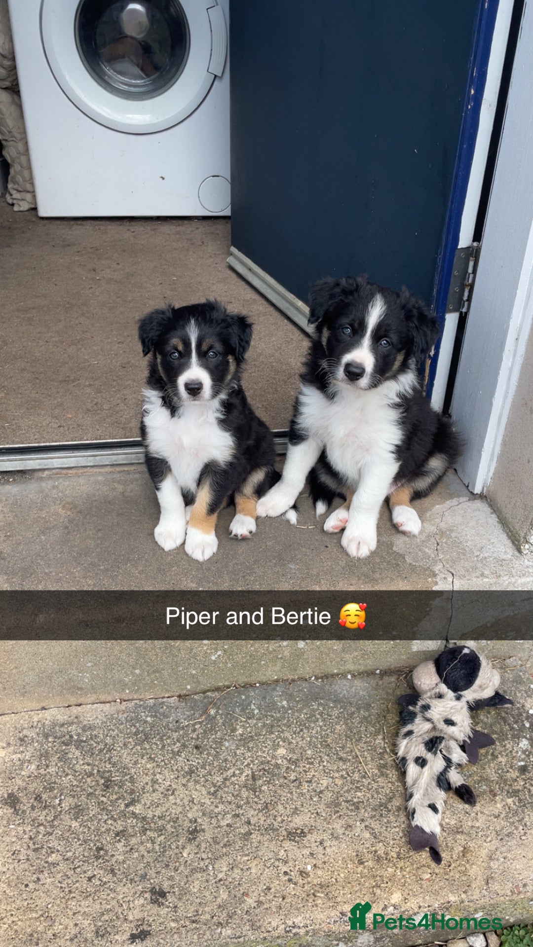 Border Collie dogs for sale: Border collie pups - Image 3