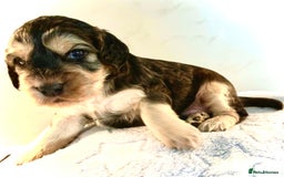 Cocker Spaniel dogs for sale: Fully health tested KC Cocker Spaniel puppies - Image 10