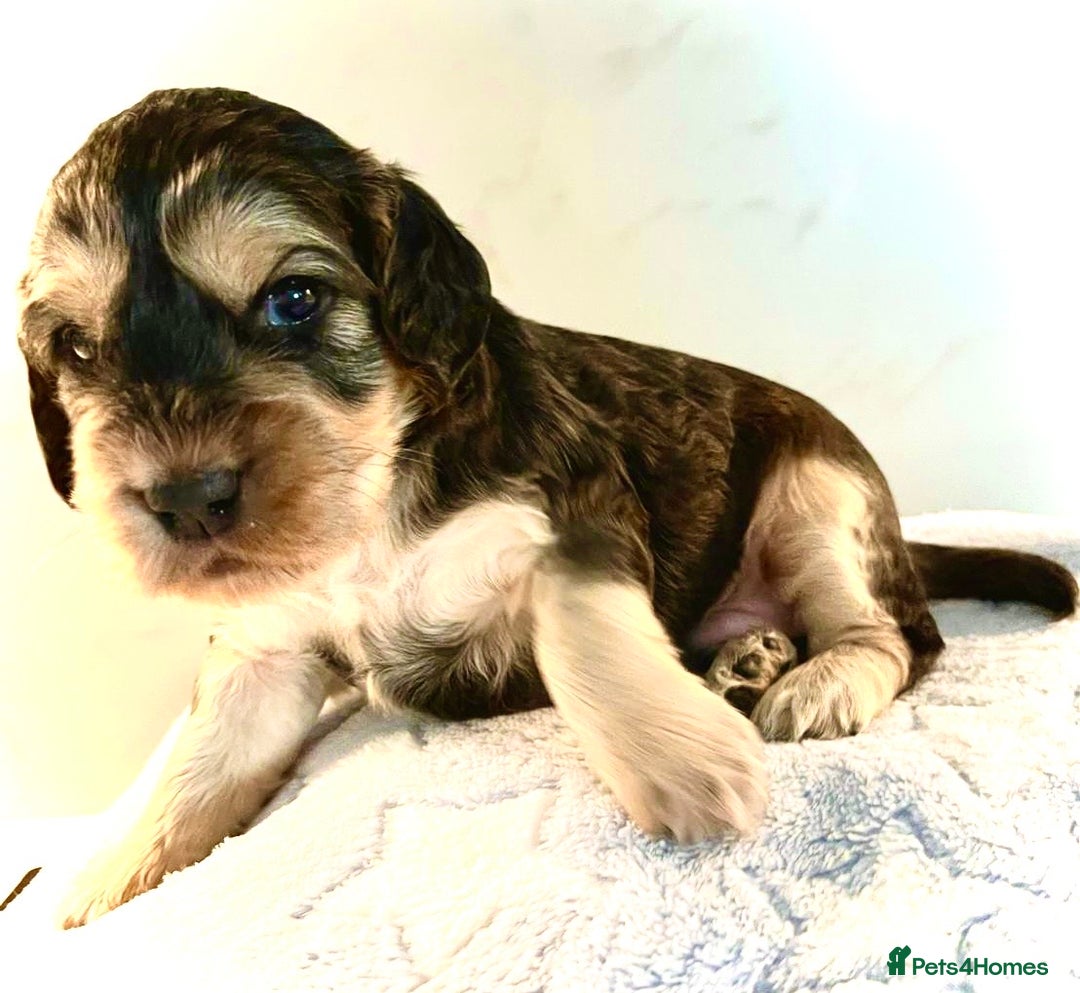 Cocker Spaniel dogs for sale: Fully health tested KC Cocker Spaniel puppies - Image 10