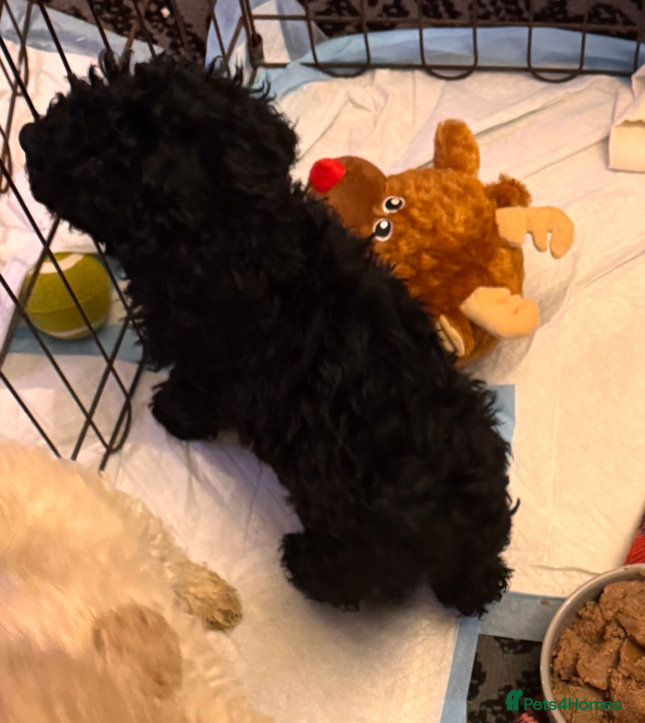 Cavapoo dogs TOY CAVAPOO PUPPIES  - Advert 10