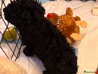 Cavapoo dogs TOY CAVAPOO PUPPIES - Advert 10