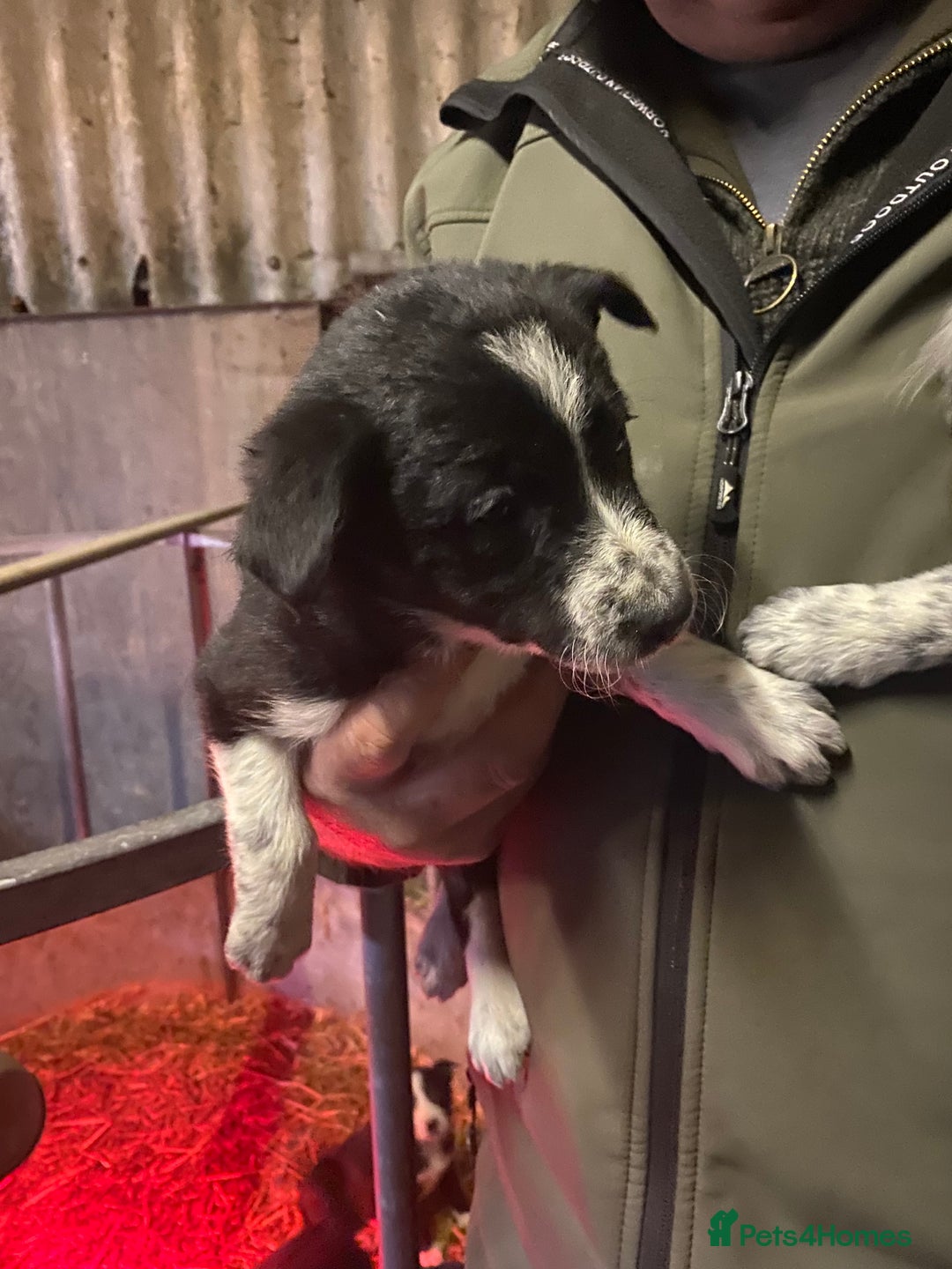 Border Collie dogs for sale: Border Collie pups  - Advert 4