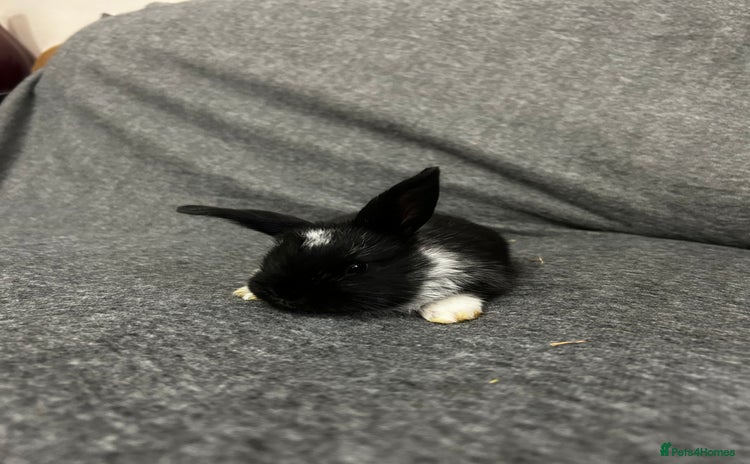 Mixed Breed rabbits - Advert 1