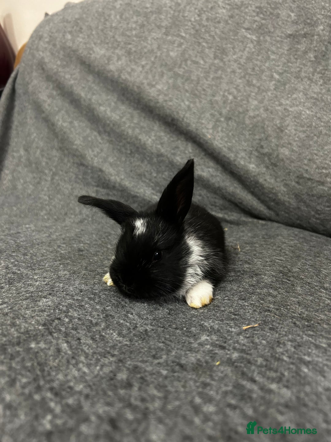 Mixed Breed rabbits for sale: Baby lion heads and lop mix  - Image 1