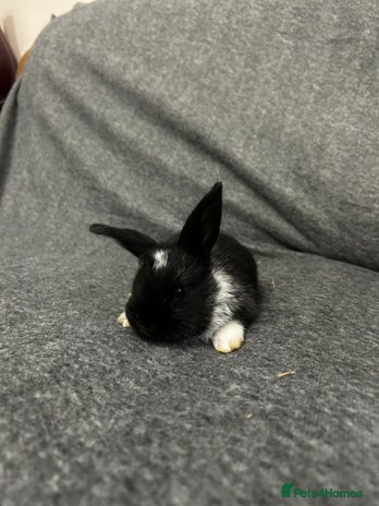 Mixed Breed rabbits - Advert 14