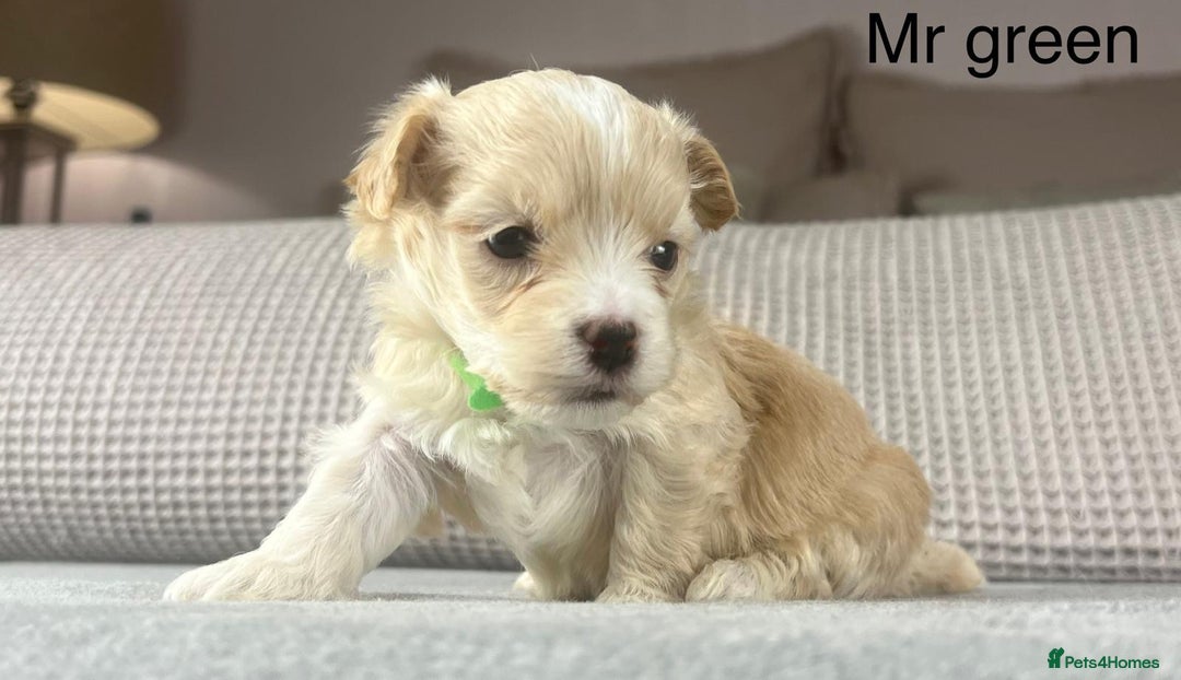 Maltipoo dogs for sale: F1b Maltipoo Mum. KC Maltese dad - Advert 3