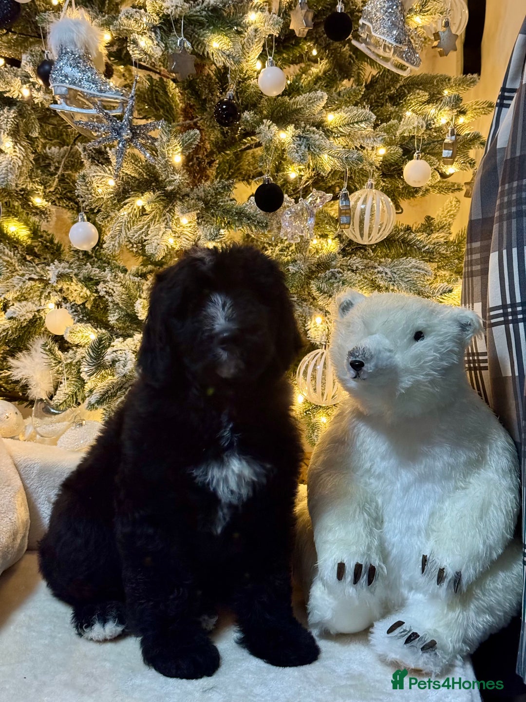 Bernedoodle dogs for sale: 3 f1 standard bernedoodles puppies  - Advert 3