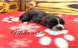 Cocker Spaniel dogs for sale: Outstanding KC Cocker Spaniel Puppies - Image 6