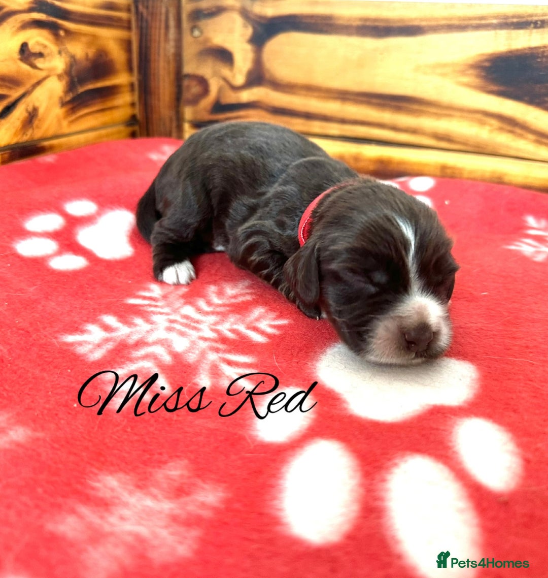 Cocker Spaniel dogs for sale: Outstanding KC Cocker Spaniel Puppies - Image 6