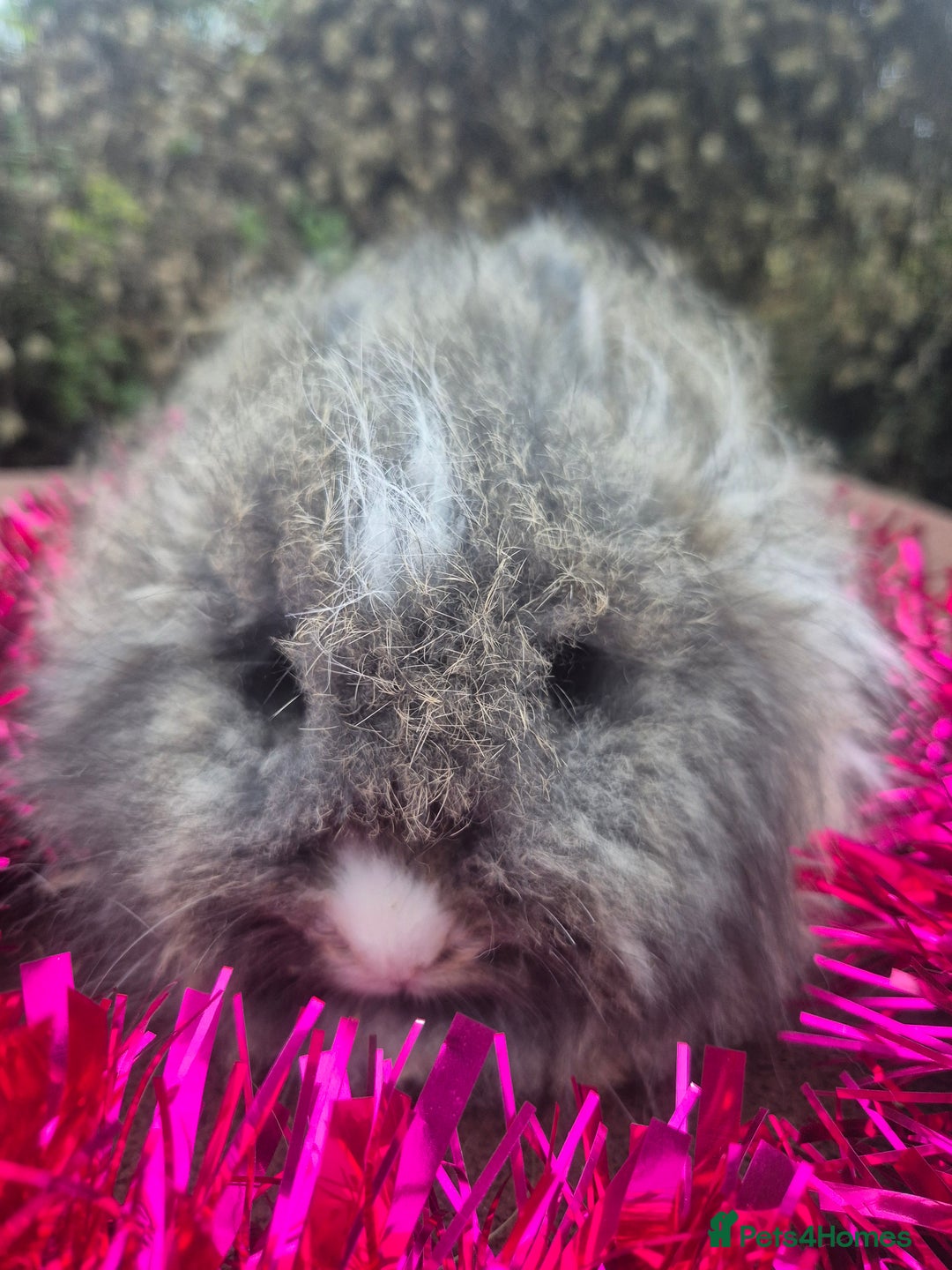 Angora rabbits for sale: 🧡 fulled faced imported parents 🇫🇷 bunnies 🧡 - Advert 23