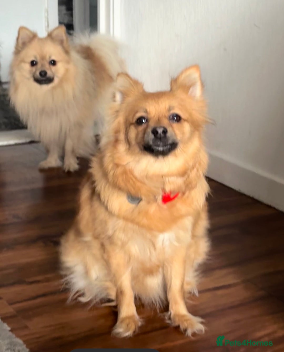 Pomeranian dogs for sale: 6 Adorable Mini/Tiny/ Fluffy Pomeranian Puppies  - Advert 10