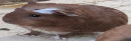 Guinea Pig rodents for sale: Guinea pig baby boars for sale in Felixstowe - Advert 4