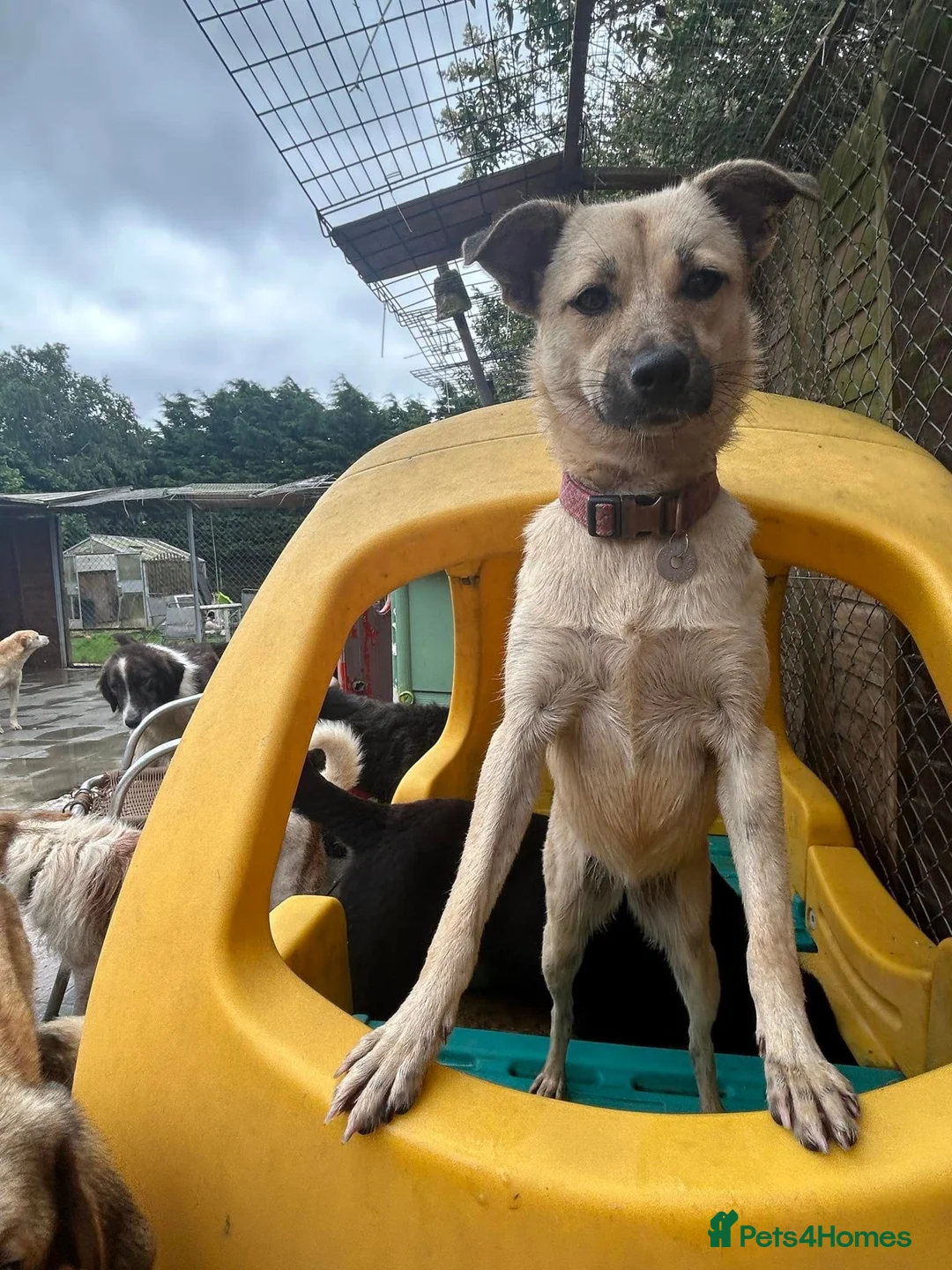 Mixed Breed dogs for adoption: Barbie - Norwich Norfolk  in Norwich - Advert 4