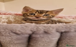 Bengal cats for sale: Amazing Bengal kittens 🥰 last boy left ❤️ in Corby - Image 21