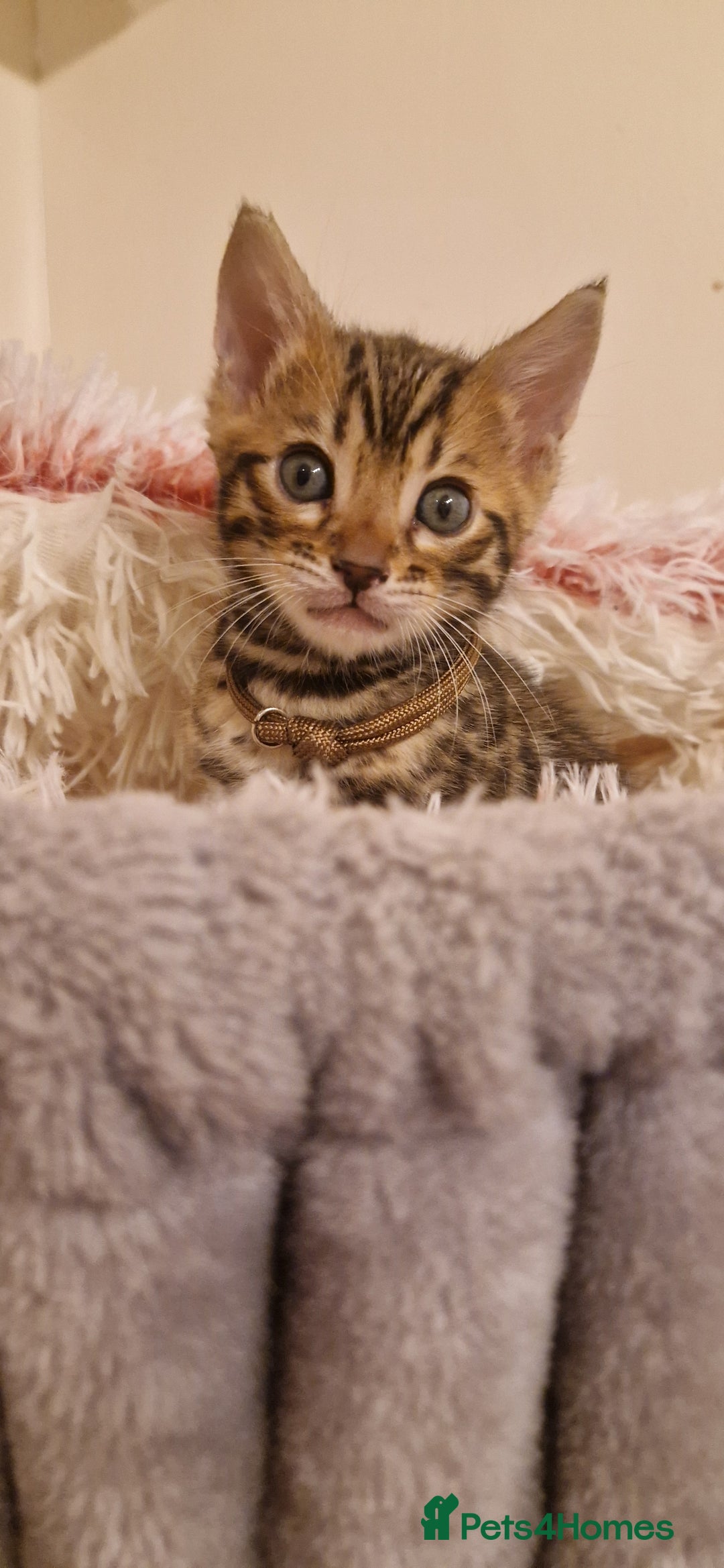 Bengal cats for sale: Amazing Bengal kittens 🥰 last boy left ❤️ in Corby - Image 21