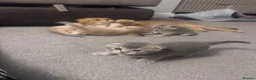 Scottish Fold cats for sale: Full Pedigree Beautiful Scottish Fold Kittens tica - Advert 3