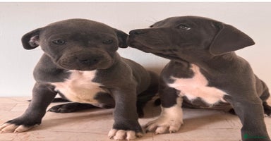 Staffordshire Bull Terrier dogs - Advert 3