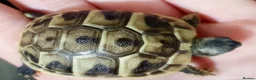 Hermann Tortoise reptiles for sale: Hermann tortoises  - Advert 13