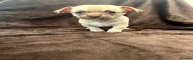 Chihuahua 5